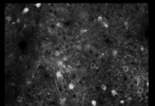 Research: Where brain transforms seeing into acting —