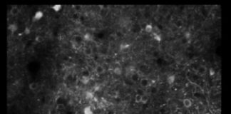 Research: Where brain transforms seeing into acting —