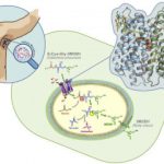 Study: Scientists identify key step in production of BO — (Details)
