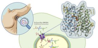 Study: Scientists identify key step in production of BO — (Details)