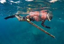 Research: Spearfishing makes fishes more timid —