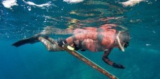 Research: Spearfishing makes fishes more timid —