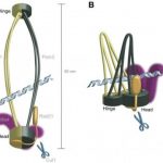 Study: Mutation and 3D modeling reveal new structure to cell division process — (Details)