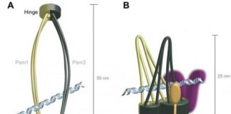 Study: Mutation and 3D modeling reveal new structure to cell division process — (Details)