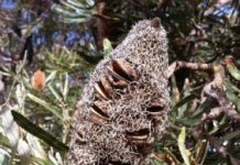 Research: In plants of the Australian genus Banksia, special waxes seal fissures in the fruit wall —
