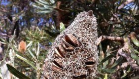 Research: In plants of the Australian genus Banksia, special waxes seal fissures in the fruit wall —