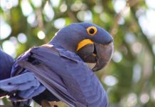 Research: Study shows evidence of convergence in bird and primate evolution —