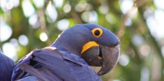 Research: Study shows evidence of convergence in bird and primate evolution —