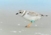 Research: Piping plovers want people to get off their lawn —