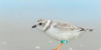 Research: Piping plovers want people to get off their lawn —