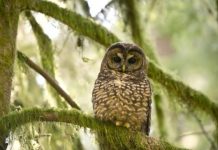 Research: To help save northern spotted owls, we need to prevent kissing cousins —