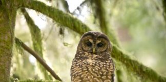Research: To help save northern spotted owls, we need to prevent kissing cousins —