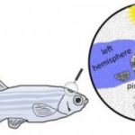 Study: Shining new light on the pineal gland — (Details)