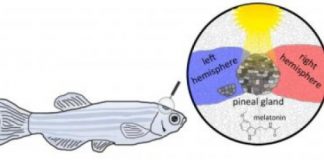 Study: Shining new light on the pineal gland — (Details)