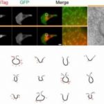 Study: Scientists develop tagging device using Ferritin — (Details)