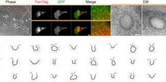 Study: Scientists develop tagging device using Ferritin — (Details)