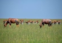 Research: How ‘eavesdropping’ African herbivores respond to each other’s alarm calls —