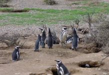 Research: Protecting oceans in Patagonia for a more sustainable future —