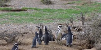 Research: Protecting oceans in Patagonia for a more sustainable future —