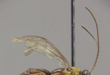 Research: New wasp species with a giant stinger discovered in Amazonia —