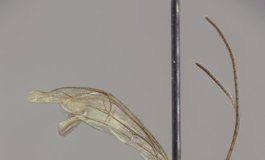 Research: New wasp species with a giant stinger discovered in Amazonia —