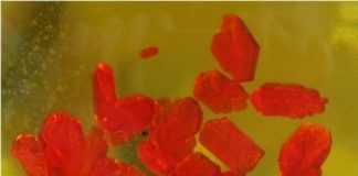 Tech: Scientists develop highly sensitive molecular optical pressure sensor — (Report)