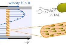 Tech: Swimming bacteria work together to go with the flow — (Report)