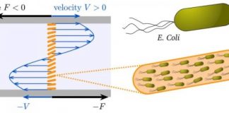 Tech: Swimming bacteria work together to go with the flow — (Report)