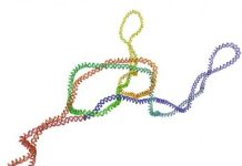 Tech: Supercoiling can keep DNA knots locked in place for long enough that they can be untied by specialised enzymes, a new study says — (Report)