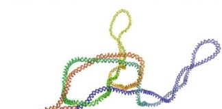 Tech: Supercoiling can keep DNA knots locked in place for long enough that they can be untied by specialised enzymes, a new study says — (Report)