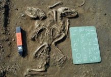 Research: First dogs in the Americas arrived from Siberia, disappeared after European contact —