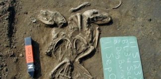 Research: First dogs in the Americas arrived from Siberia, disappeared after European contact —