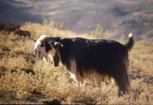 Research: Ancient genome analyses reveal mosaic pattern of goat domestication thousands of years ago —