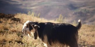 Research: Ancient genome analyses reveal mosaic pattern of goat domestication thousands of years ago —