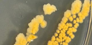 Research: Nature’s antifreeze inspires revolutionary bacteria cryopreservation technique —