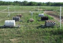 Research: Stripes may be cool — but they don’t cool zebras down —