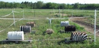 Research: Stripes may be cool — but they don’t cool zebras down —