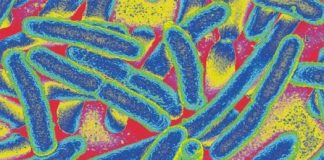 Research: Scientists investigate how bacteria melt to study their reaction to drugs —