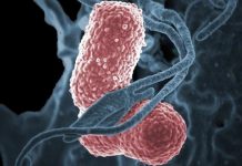 Research: Biomarker discovered for pathogen that can blind or kill healthy young people —