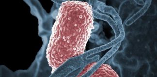 Research: Biomarker discovered for pathogen that can blind or kill healthy young people —