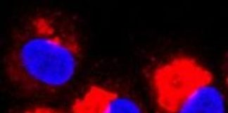 Study: NIH scientists see therapeutic potential against bacteria, viruses — (Details)