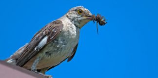 Research: Along with spiders, insectivorous birds play a vital role in consuming insects that would otherwise destroy forests or crops —