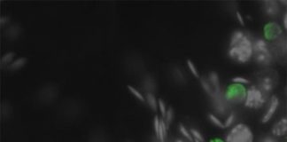 Study: Protein function repairing genetic damage in spermatogenesis identified — (Details)