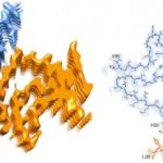 Study: How does Parkinson’s disease develop? Study raises doubts on theory of Parkinson’s disease — (Details)
