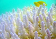 Research: Immunity could be key to addressing coral crisis —