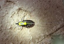 Tech: Advances in radio telemetry offer new tool for tracking vector of Chagas disease — (Report)