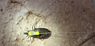 Tech: Advances in radio telemetry offer new tool for tracking vector of Chagas disease — (Report)