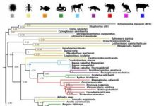 Research: Cross species transfer of genes has driven evolution —