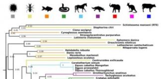 Research: Cross species transfer of genes has driven evolution —