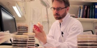 Study: The transmission of NDM bacteria between dogs and humans has been established for the first time — (Details)